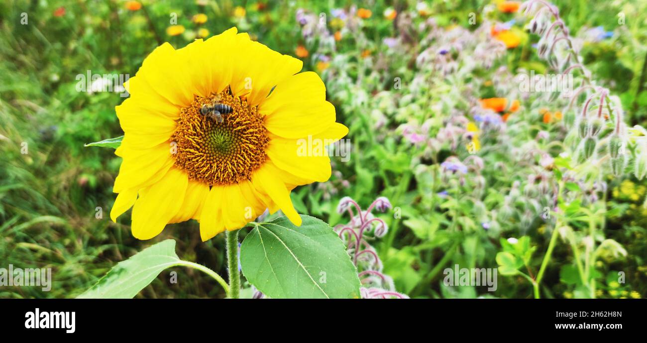 Biene auf Sonnenblume (helianthus annuus) im Garten Stockfoto