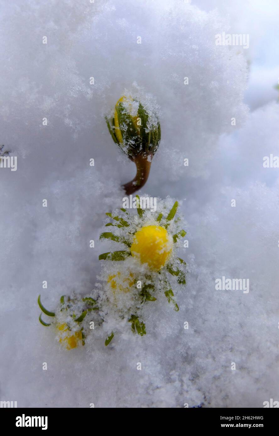 Winterlinge (eranthis hyemalis) im Schnee Stockfoto