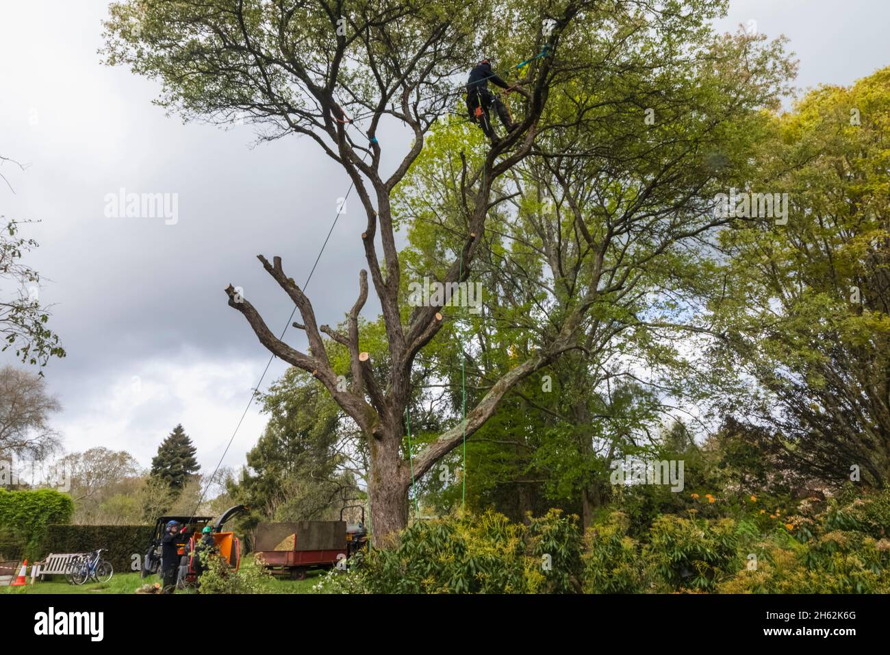 england, hampshire, romsey, Ampfield, Killier Gardens, Baumchirurg, der kranke Bäume mit Kettensäge fällte Stockfoto
