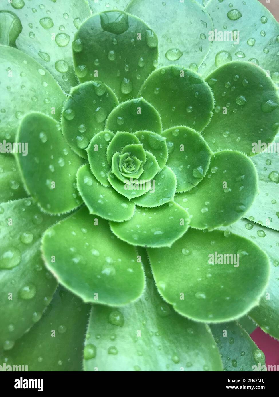 Grüne Blume von Sukkulenten im Garten.Sukkulente grüne Kaktusblüte