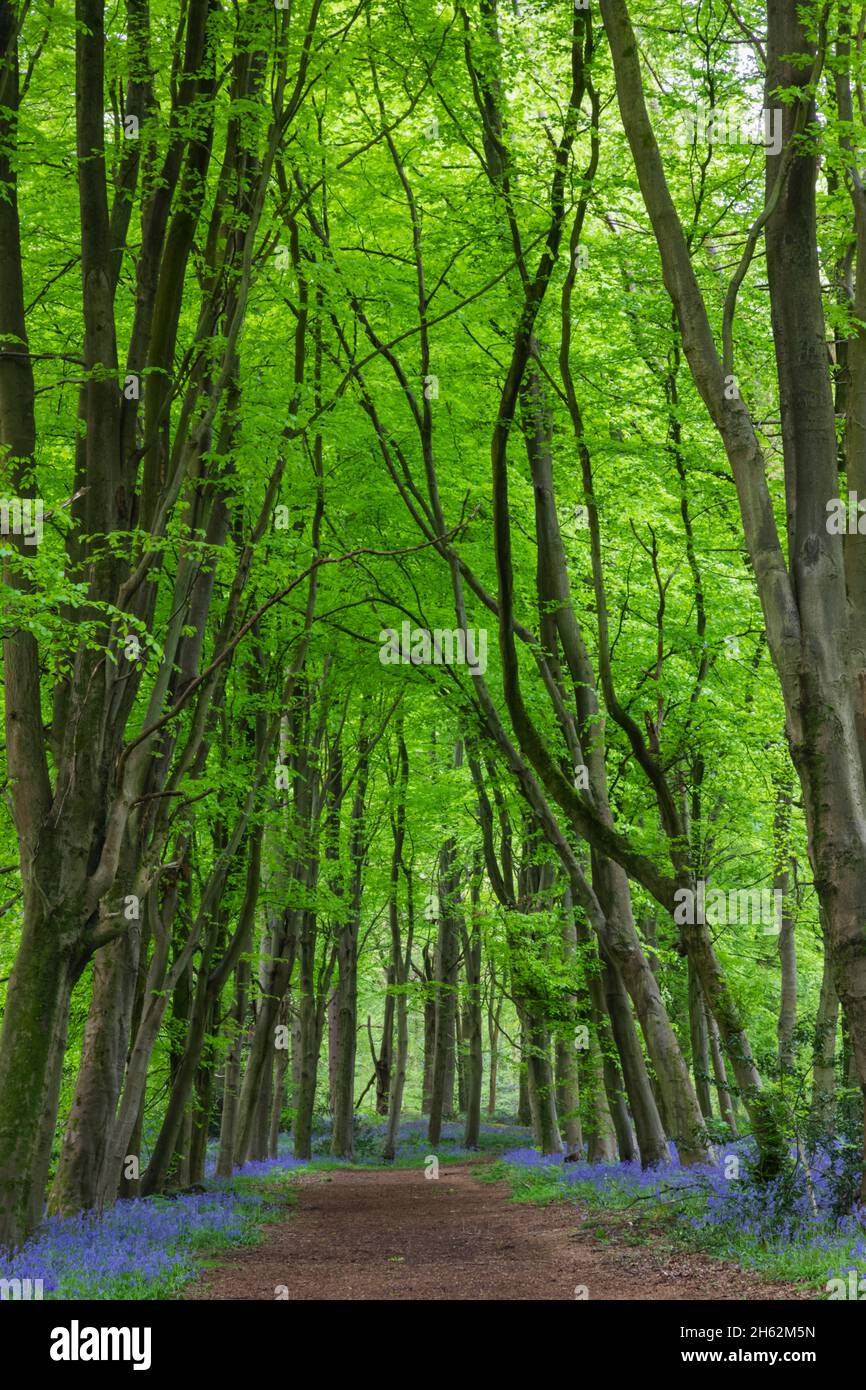 england, hampshire, hinton-Ampner, leerer Fußweg in bluebell-Wäldern Stockfoto