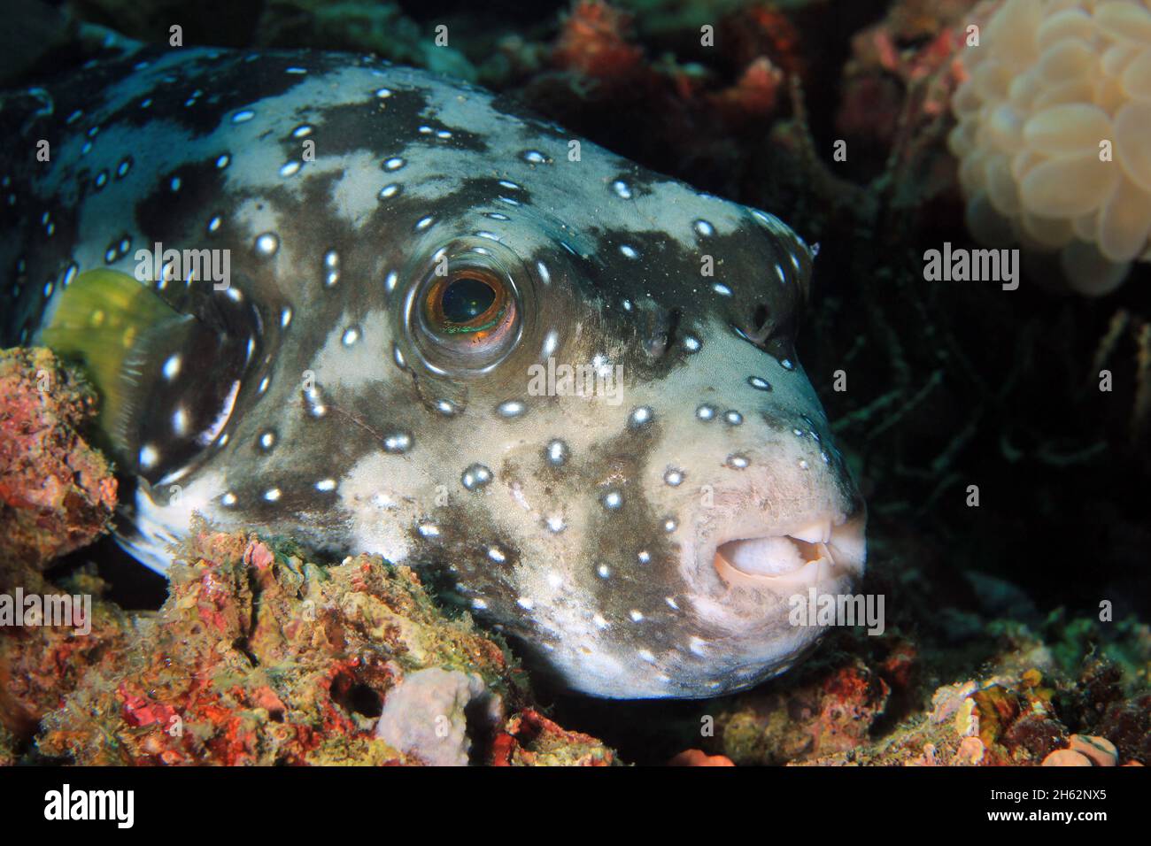 Kugelfisch (Arothron hispidus). Moalboal, Philippinen Stockfoto