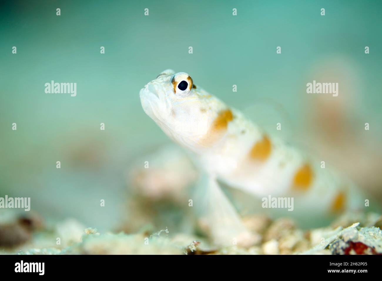 Redmargin Shrimpgoby (Amblyeleotris rubrimarginata). Triton Bay, West Papua, Indonesien Stockfoto