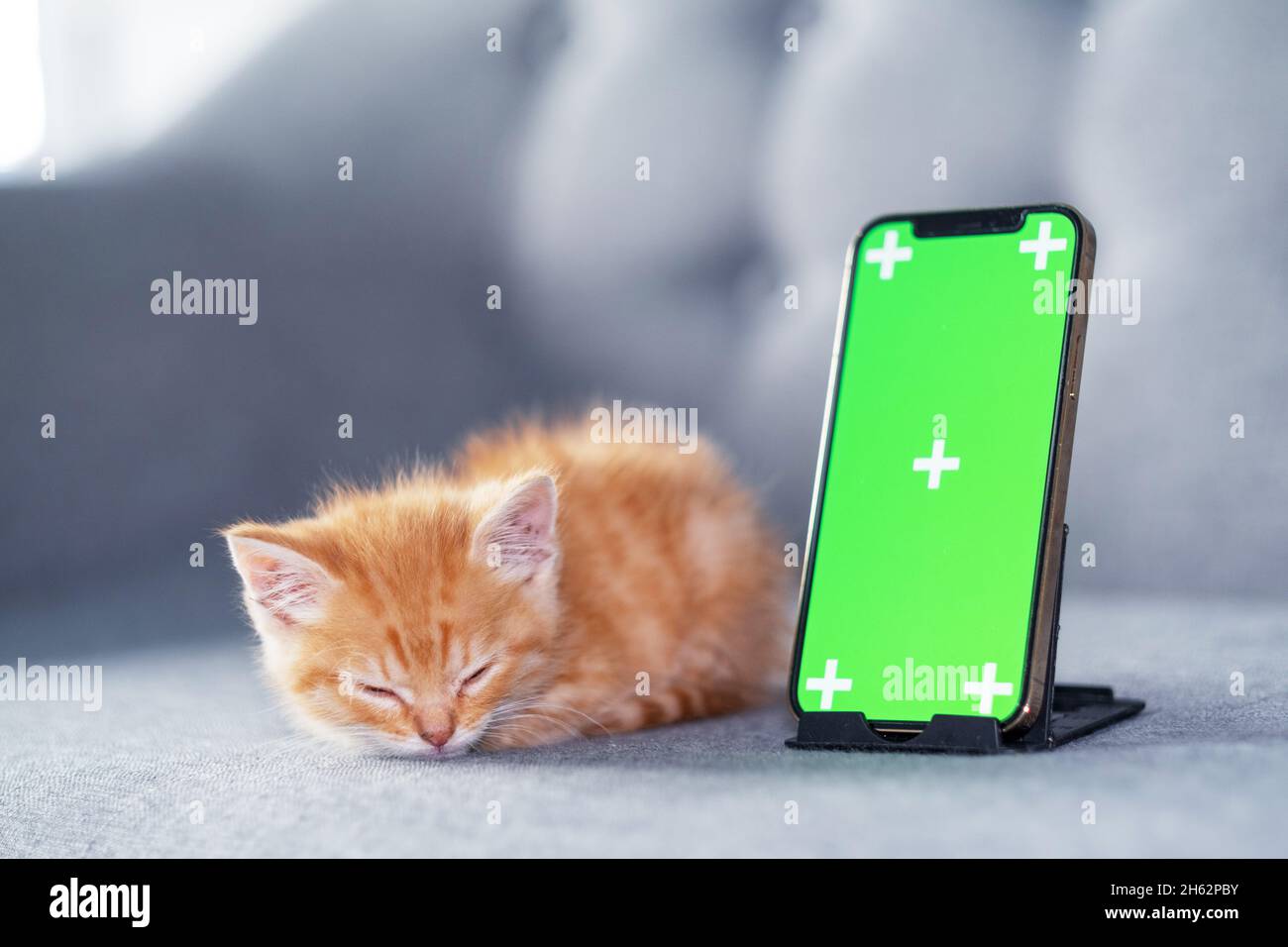 Kleines rotes Kätzchen liegt mit grünem Bildschirm iPhone 12. Werbung von Waren für Katzen und Kätzchen. Chroma-Taste. 04oct2021 Moskau Russland Stockfoto
