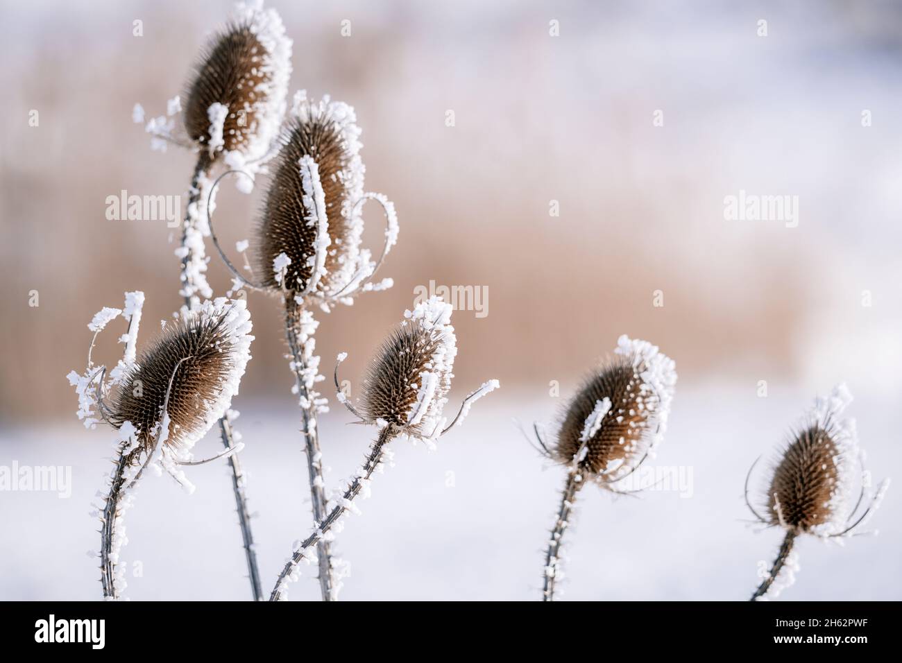 Strauch, Schnee, deutschland, Winter Stockfoto