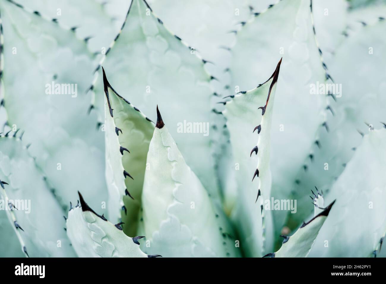 Schwarze Stachelagave, Agave macroacantha, leipzig, sachsen, deutschland,  Sommer Stockfotografie - Alamy