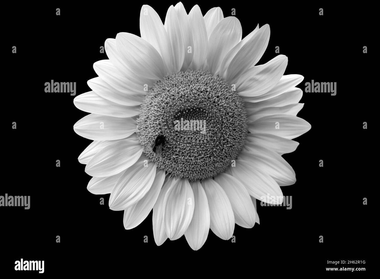 Geblüht aus einer Sonnenblume in schwarz und weiß, sitzt Hummel auf Sonnenblume Stockfoto