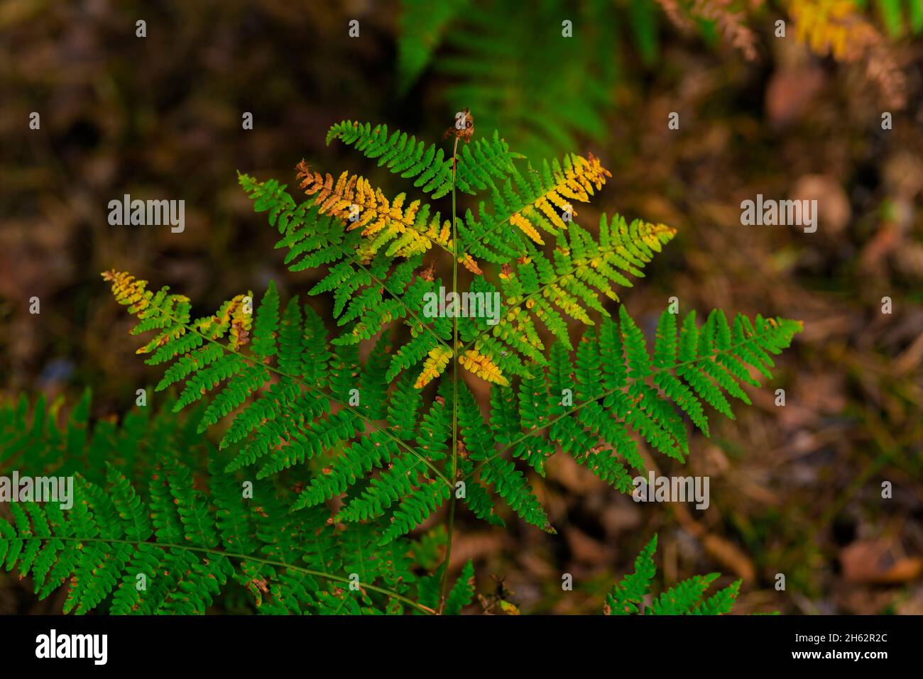 Der kleine Herbst, der Farn verliert langsam seine grüne Farbe, Herbstanfang Stockfoto