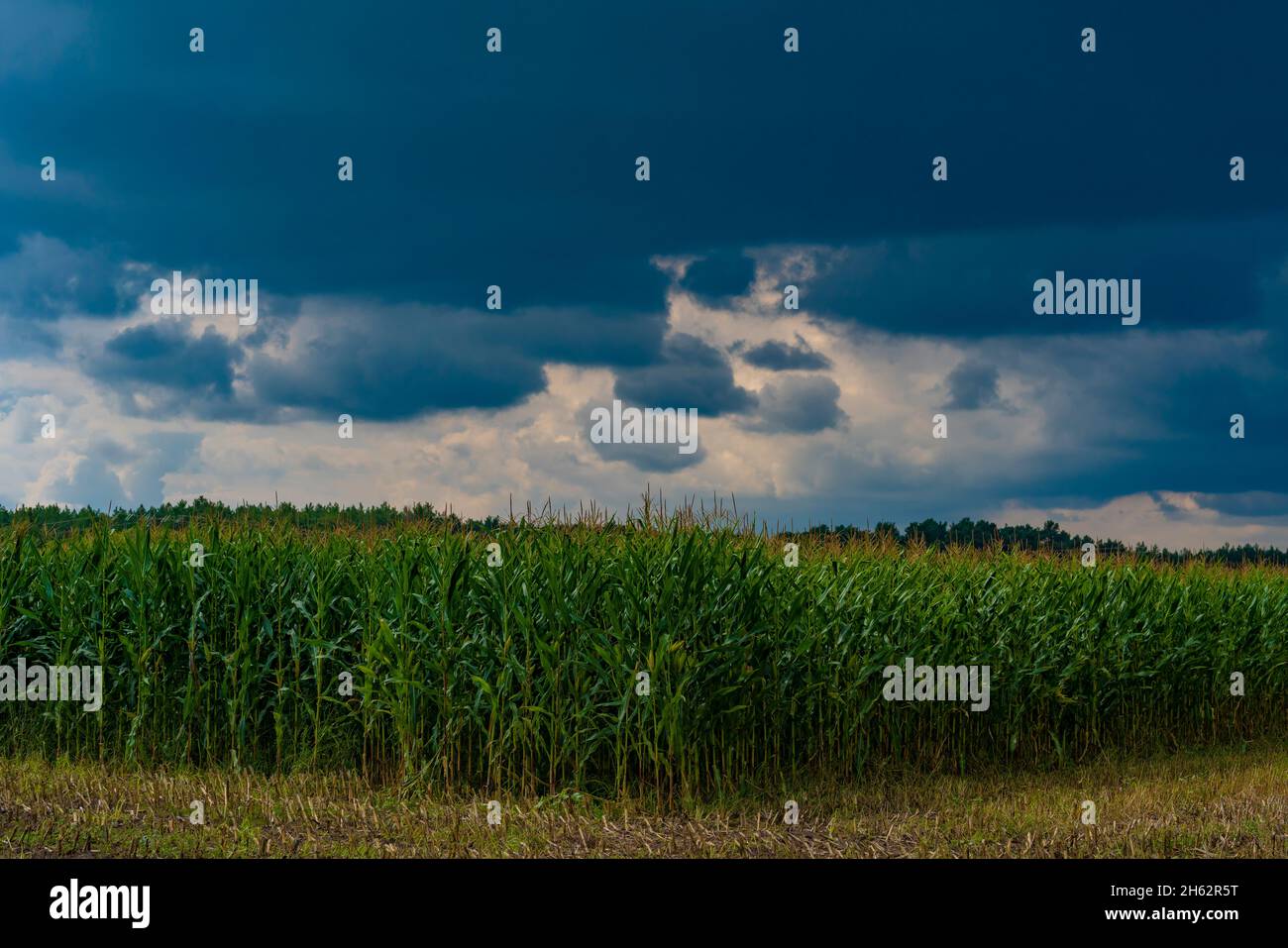 Maisfeld an einem Spätsommertag, dichte Regenwolken am Himmel Stockfoto