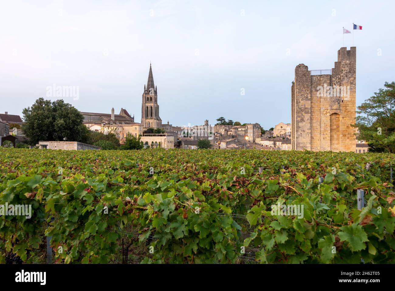 frankreich, Nouvelle-aquitaine, departement gironde, saint emilion, Weinreben, dahinter die Felsenkirche und der befestigte Turm Chateau du roi, ist ein unesco-Weltkulturerbe Stockfoto