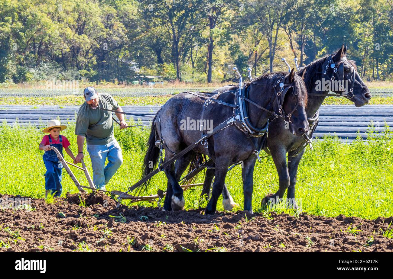 Altmodisches Farmfeld, das mit einem Pferd beim Herbst Fun Festival auf Darnell Farms in Bryson City North Carolina pflügt Stockfoto