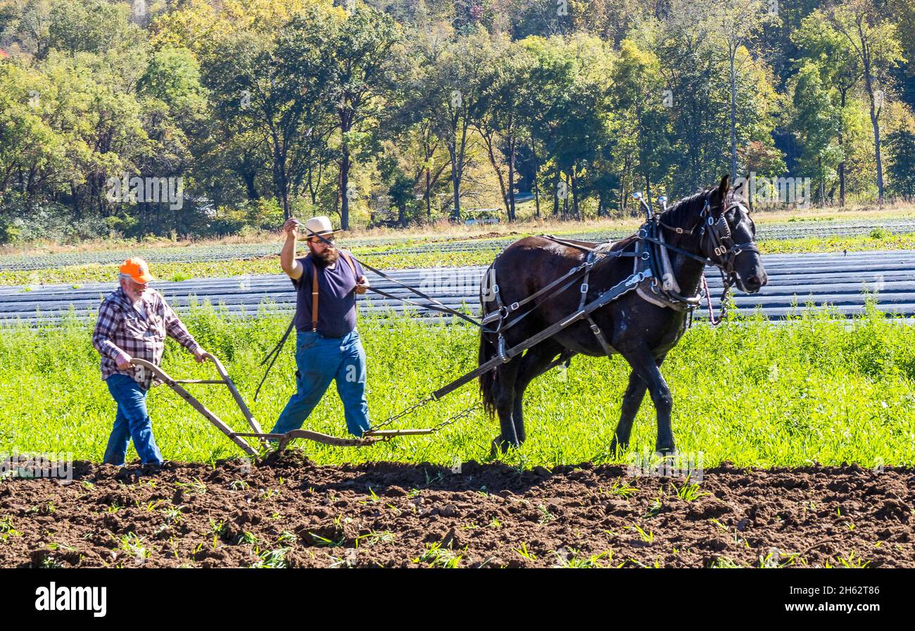 Altmodisches Farmfeld, das mit einem Pferd beim Herbst Fun Festival auf Darnell Farms in Bryson City North Carolina pflügt Stockfoto