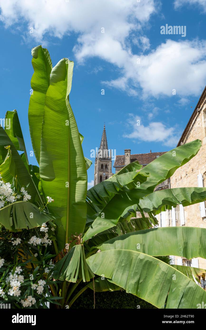 frankreich, Nouvelle-aquitaine, departement gironde, saint emilion, Bananenbaum, dahinter die Felskirche, ist ein unesco-Weltkulturerbe Stockfoto