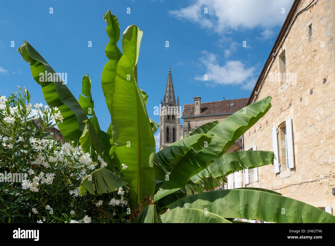 frankreich, Nouvelle-aquitaine, departement gironde, saint emilion, Bananenbaum, dahinter die Felskirche, ist ein unesco-Weltkulturerbe Stockfoto