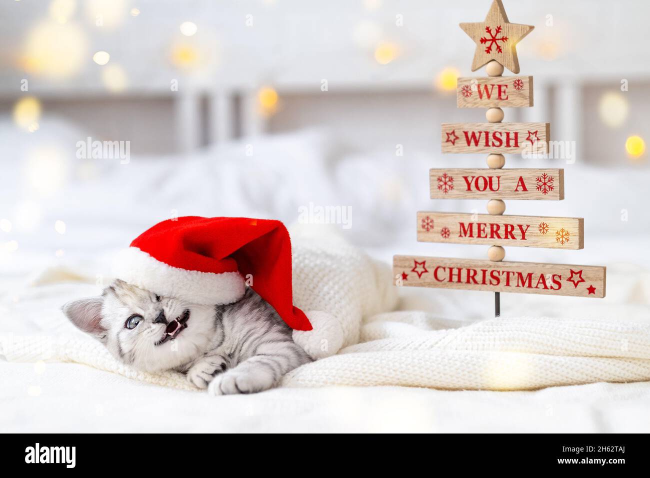 Weihnachten lächelnde Katze Karte Wir wünschen Ihnen ein Frohe Weihnachten.  Wenig neugierig lustig gestreiften schottischen Falte Kätzchen in  Weihnachten roten Weihnachtsmann Hut auf dem Bett zu Hause Stockfotografie  - Alamy
