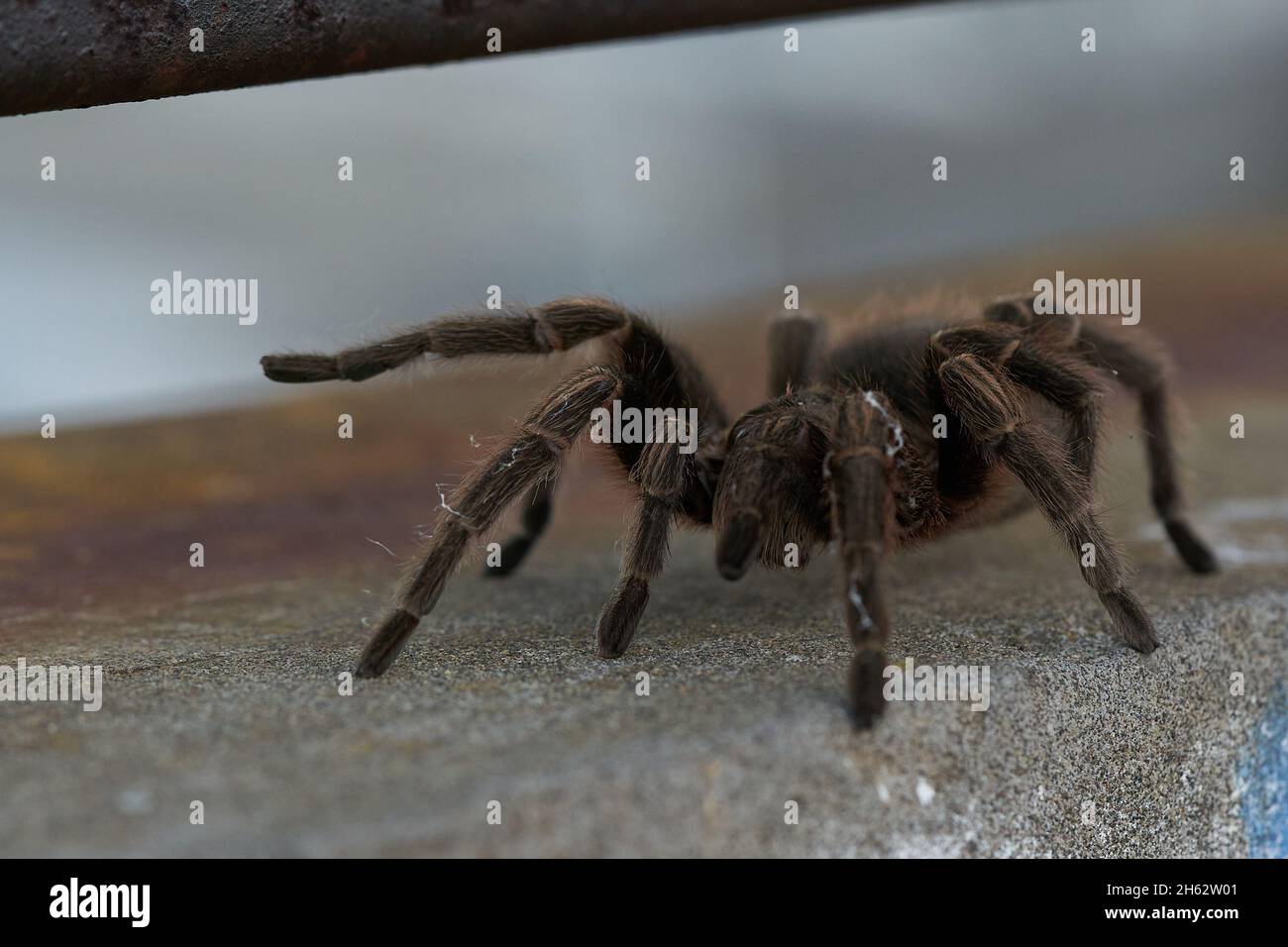 Große haarige Spinne geht frei an Wänden. Selektiver Fokus Stockfoto