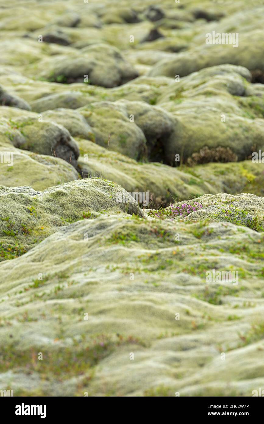 Dicke Mooskissen bedecken das eldhraun Lavafeld bei kirkjubaejarklaustur, Heidekraut wächst hier und dort, island, südisland Stockfoto
