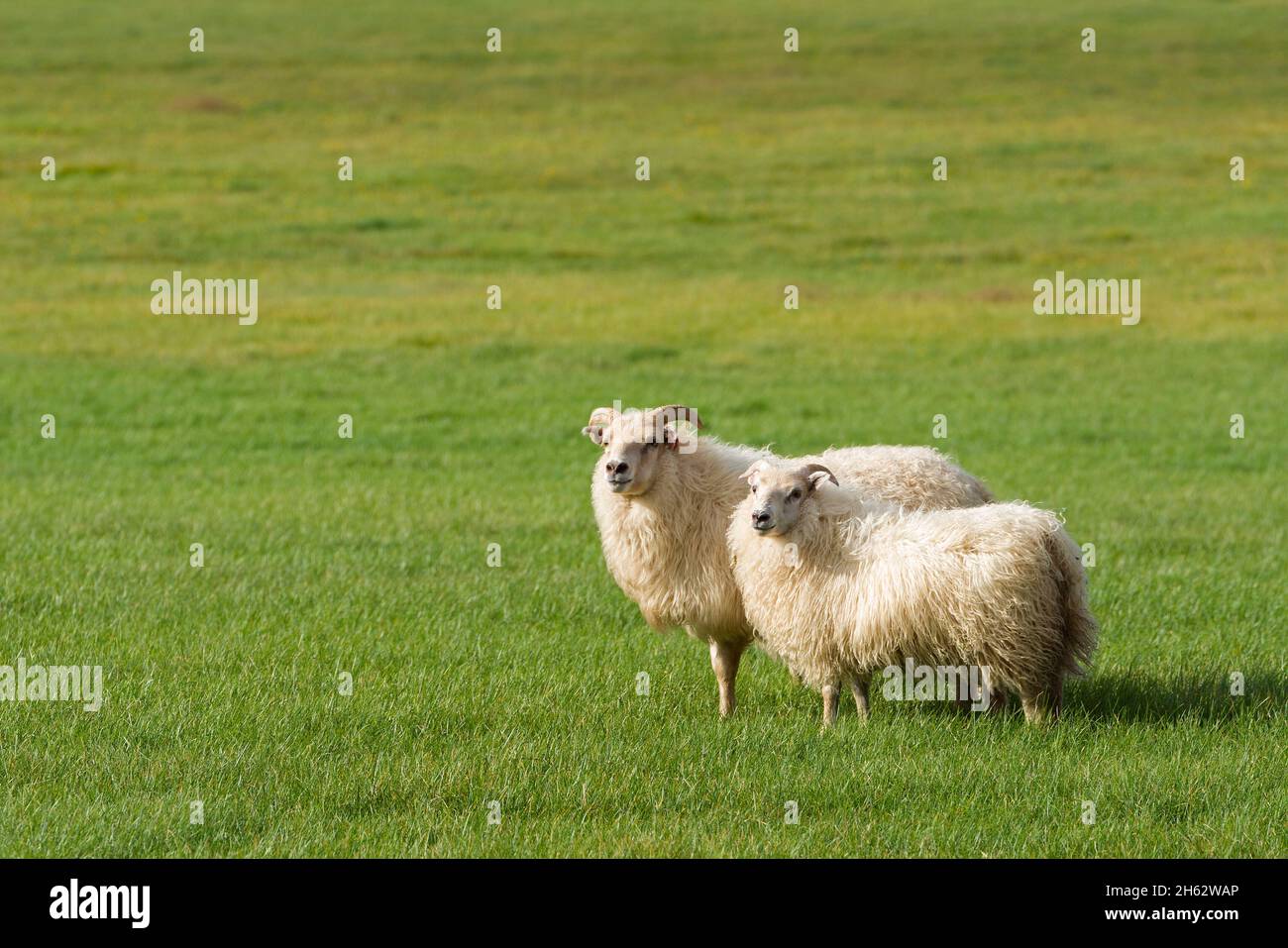 isländische Schafe auf einer Wiese in borgarfjordur im Westen islands, island Stockfoto