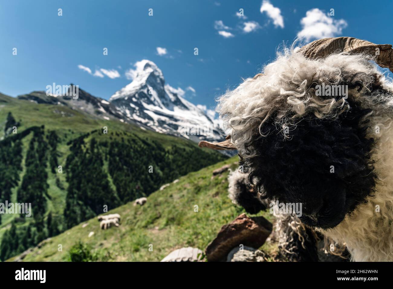 walliser Schwarznasenschafe vor dem matterhorn Stockfoto