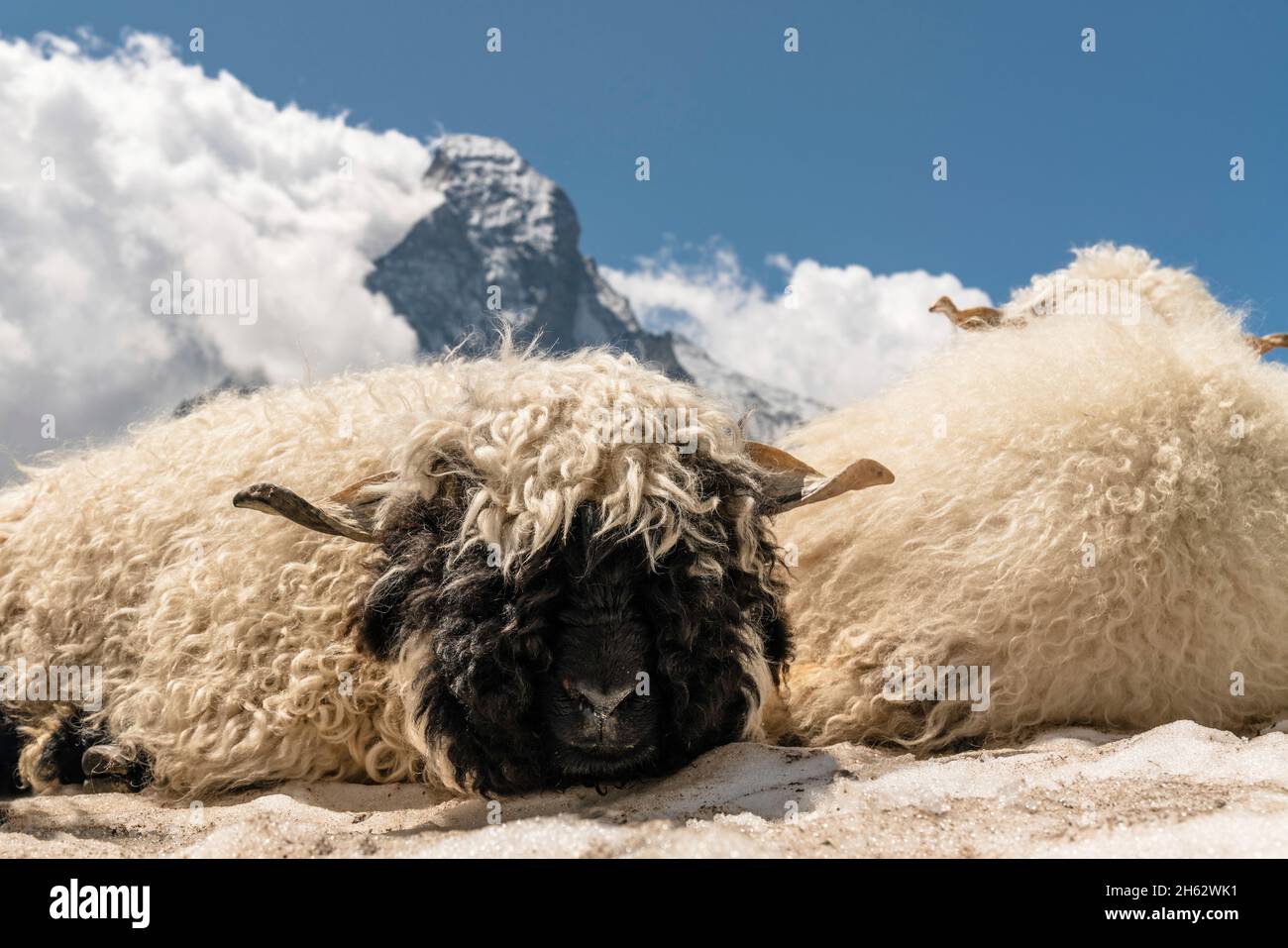 walliser Schwarznasenschafe schlafen vor dem matterhorn Stockfoto