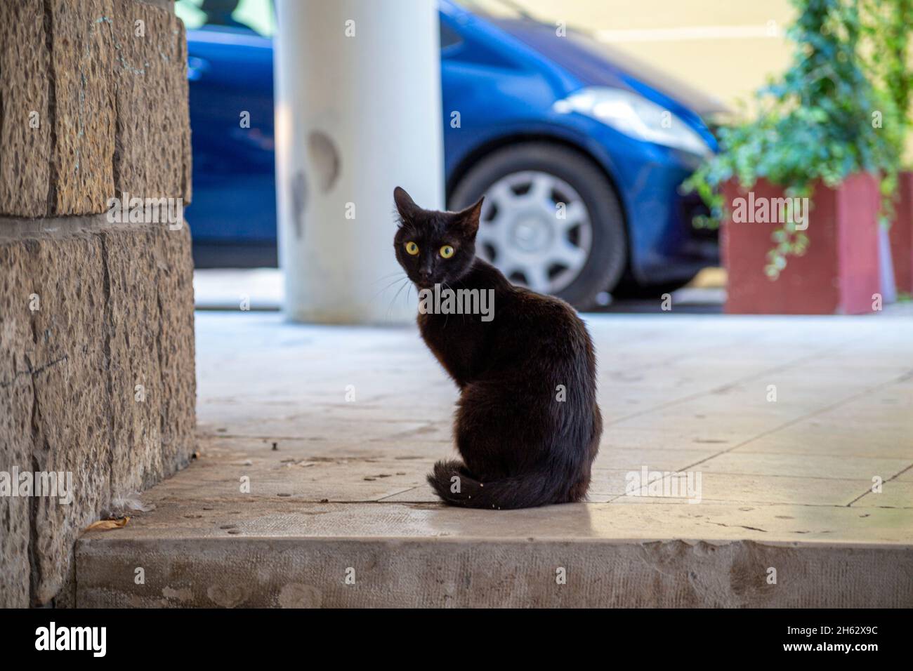 Schwarze Katze in zadar, kroatien Stockfoto