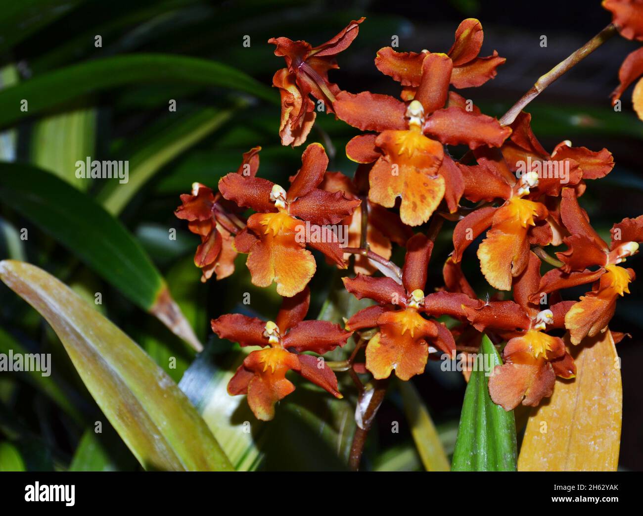 Dunkelorange Onzidium Orchidee in Shakopee, Minnesota, USA Stockfoto