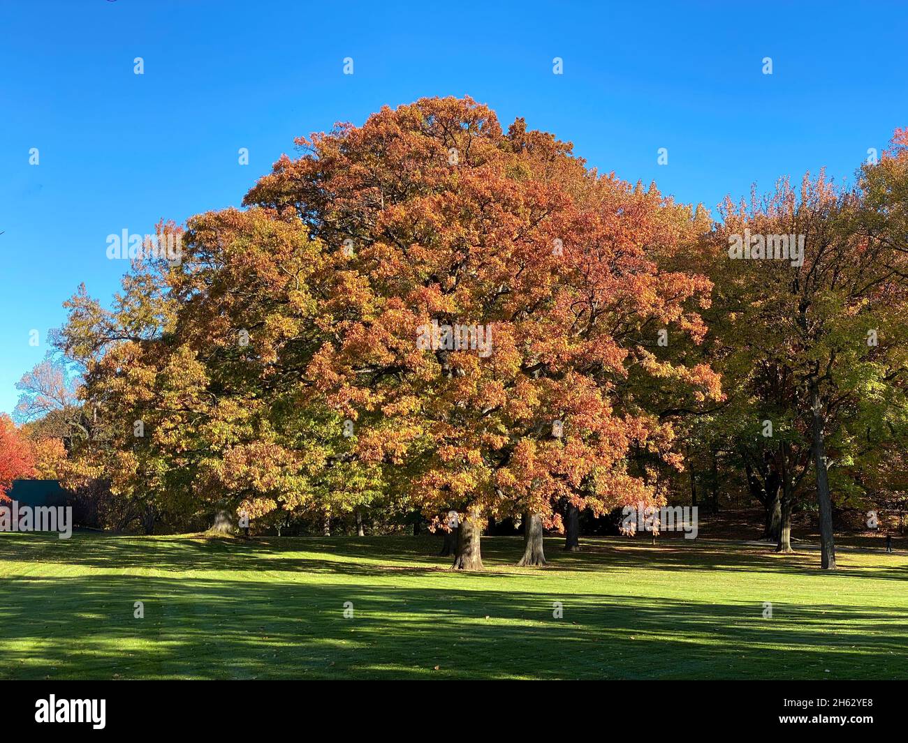 Bronx, NY, USA - 13. Nov 2021: Bäume im Herbst im Botanischen Garten von New York Stockfoto