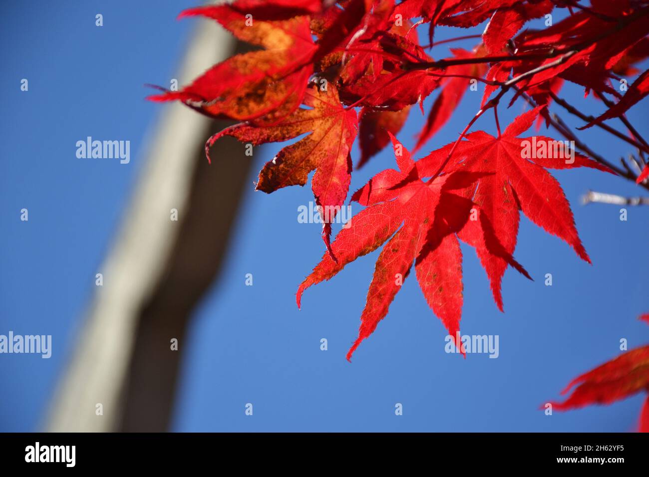 Zuckerahorn rote Blätter auf blauem Himmel Hintergrund Stockfoto