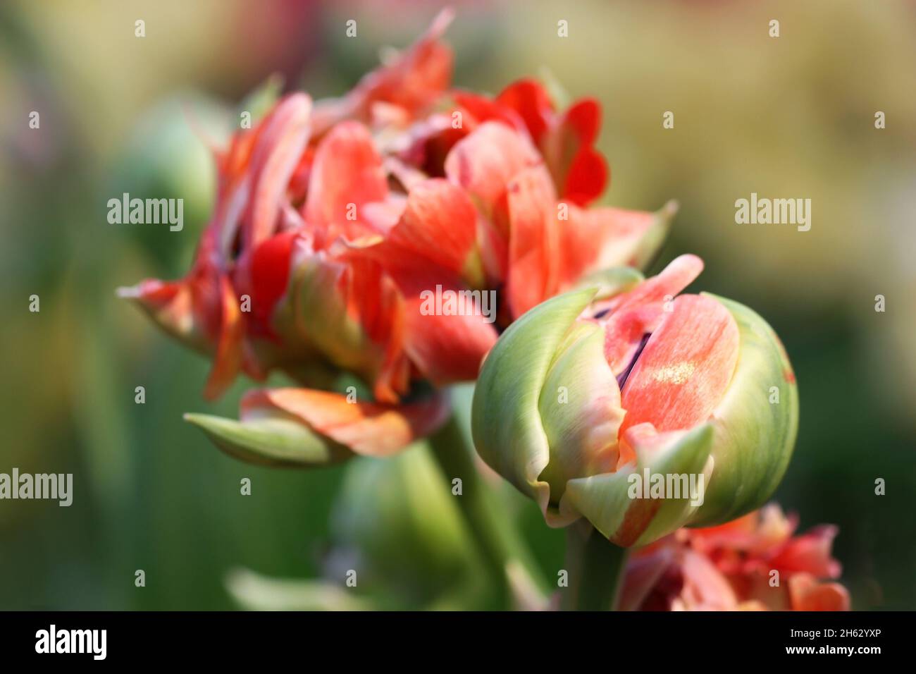 Tulip eine Grad von 'Rokoko' eine Nahaufnahme horizontal auf Unschärfe im Hintergrund. Liliaceae Familie. Tulipa. Stockfoto
