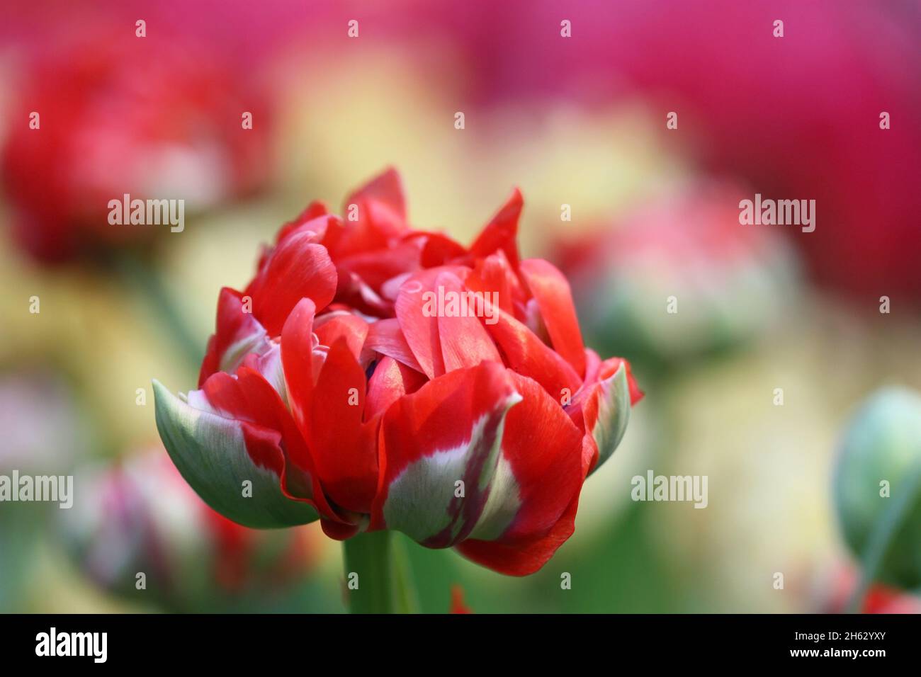 Tulip eine Grad von 'Rokoko' eine Nahaufnahme horizontal auf Unschärfe im Hintergrund. Liliaceae Familie. Tulipa. Stockfoto