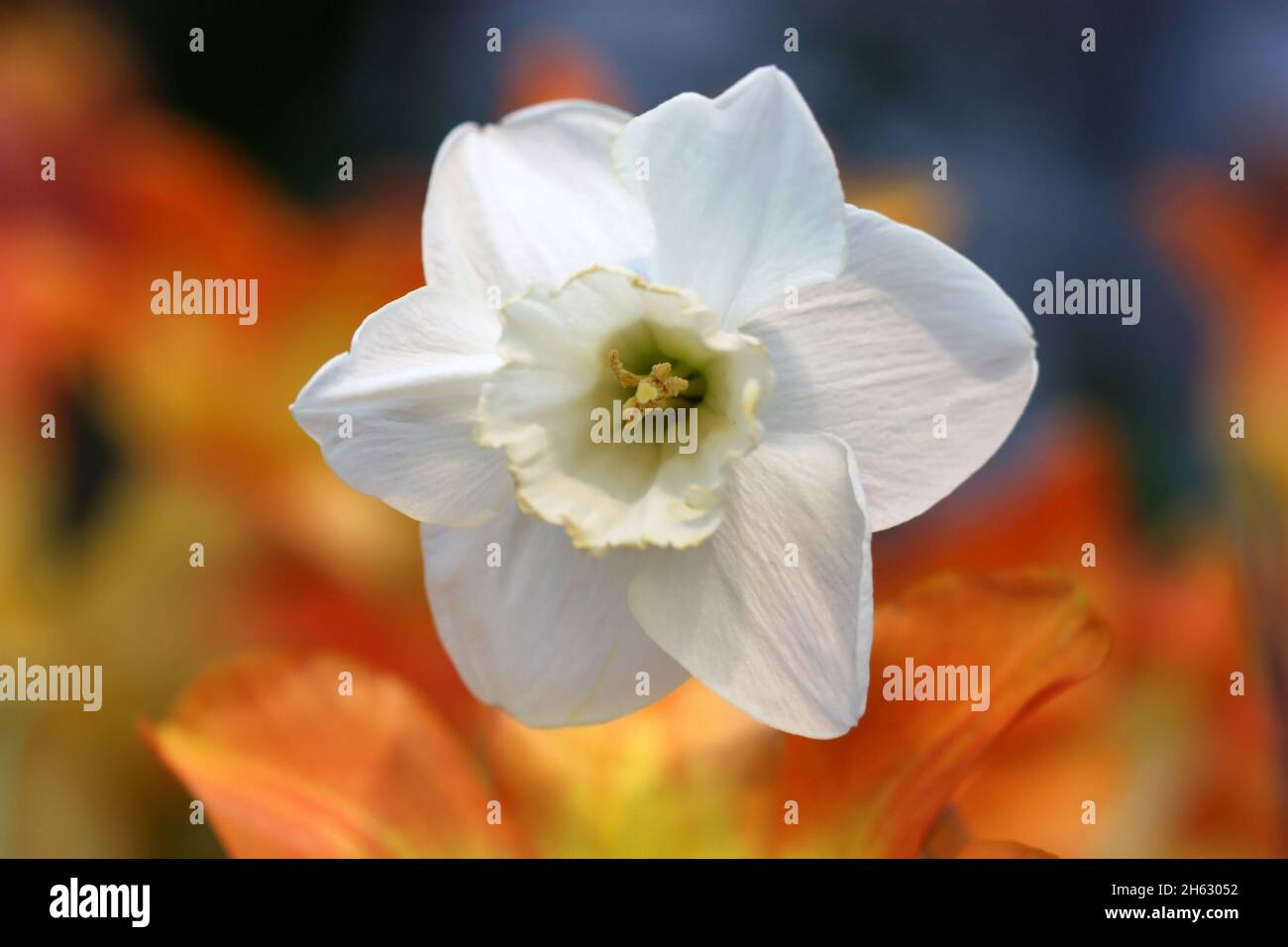 Narcissus Weiß auf Farbe verschwimmt einen Hintergrund eine Nahaufnahme horizontal. Makro. Narziss. Familie der Amaryllidaceae. Stockfoto