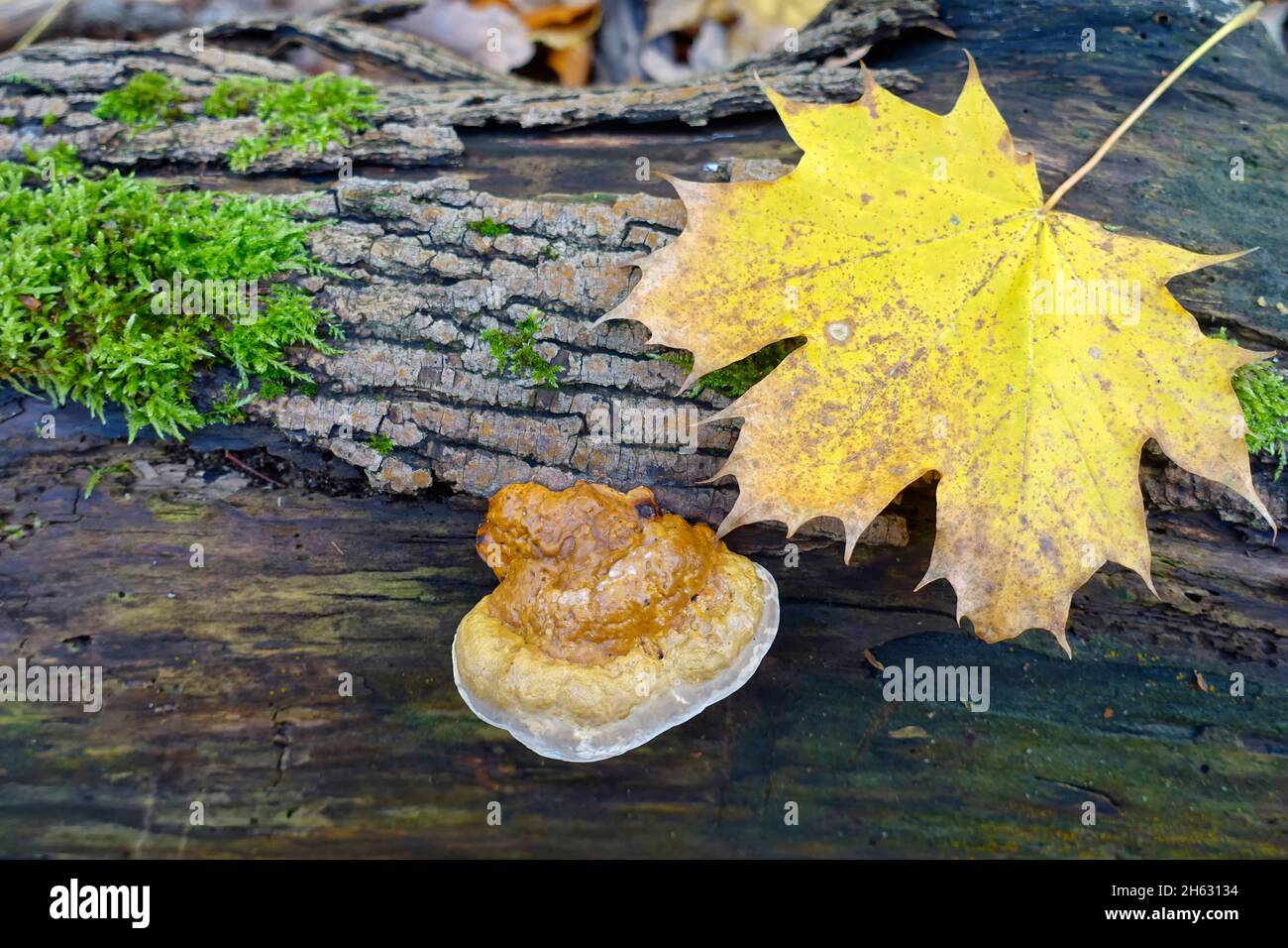 Reishi, Ganoderma lucidum, Deutschland Stockfoto