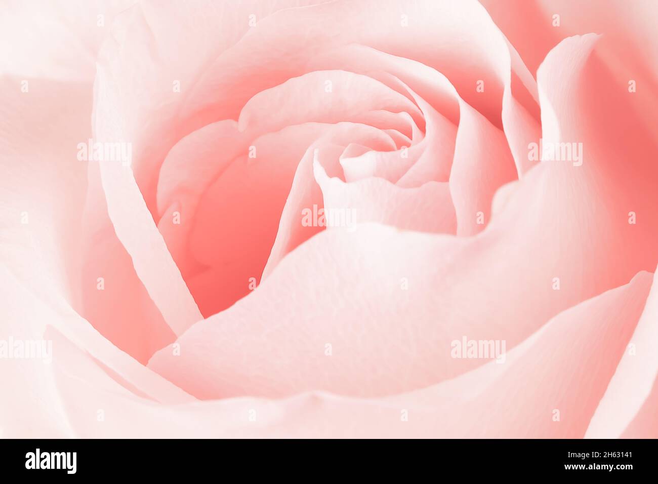 Verschwommener rosa Rose Blume Hintergrund. Nahaufnahme des Rosenblütenkerns. Stockfoto