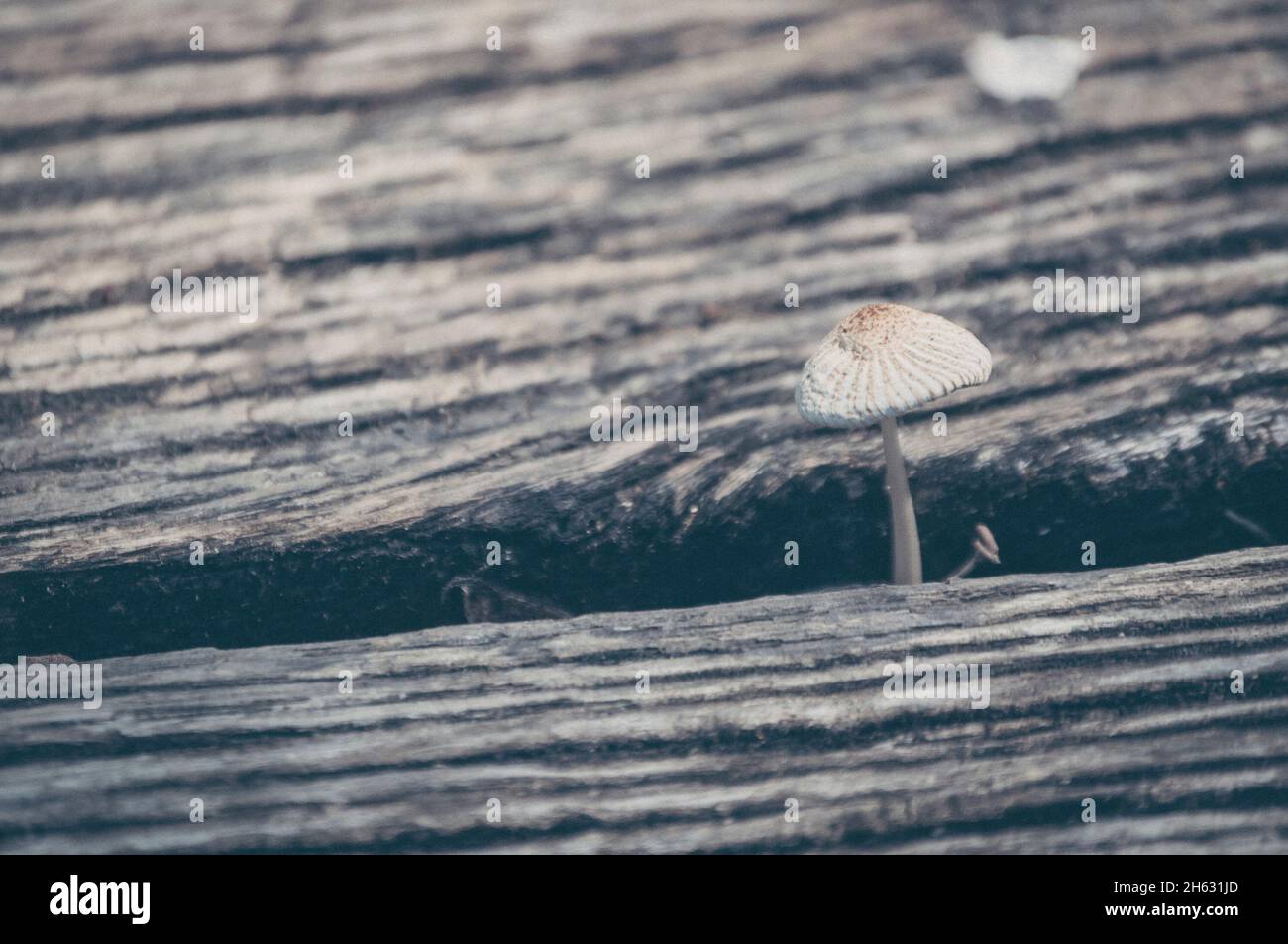 Ein kleiner Pilz auf einem Holzbrett Stockfoto