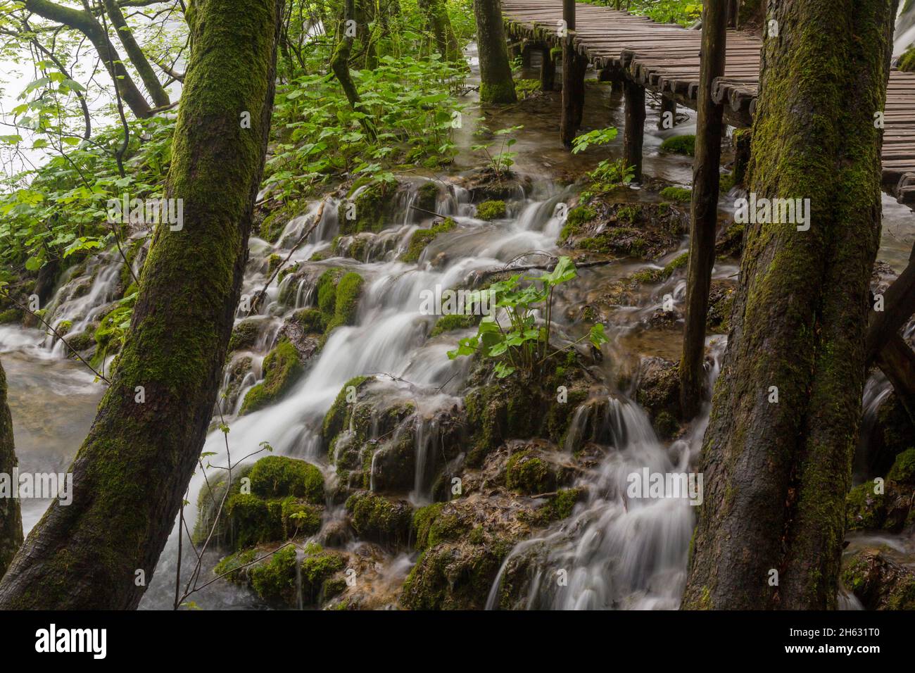 Ein Holzsteg, umgeben von Bäumen, Wasserfällen und viel Grün im plitvice Nationalpark, kroatien Stockfoto