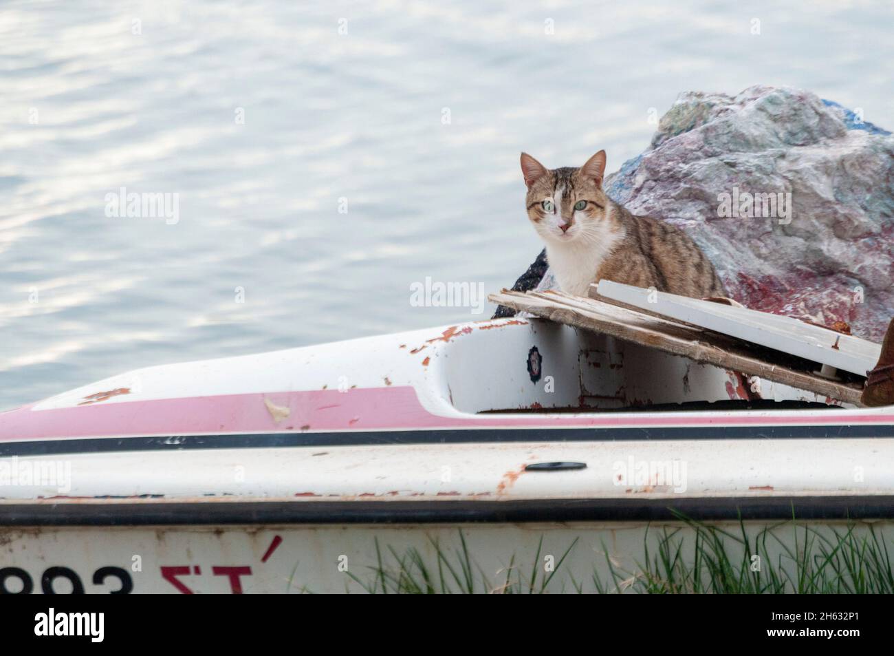 Katze in einem Boot Stockfoto