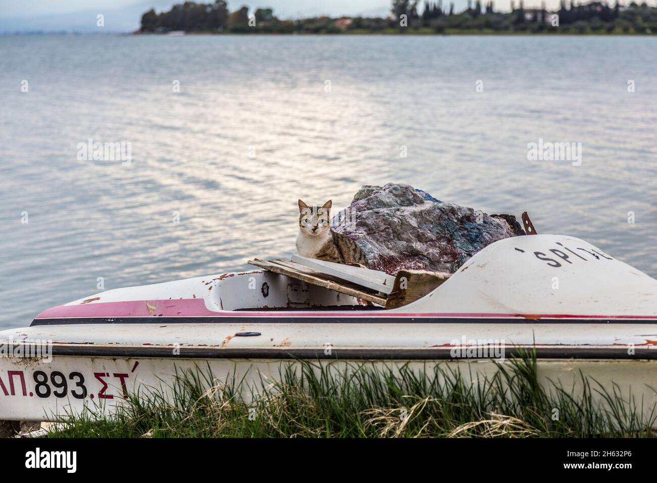 Katze in einem Boot Stockfoto