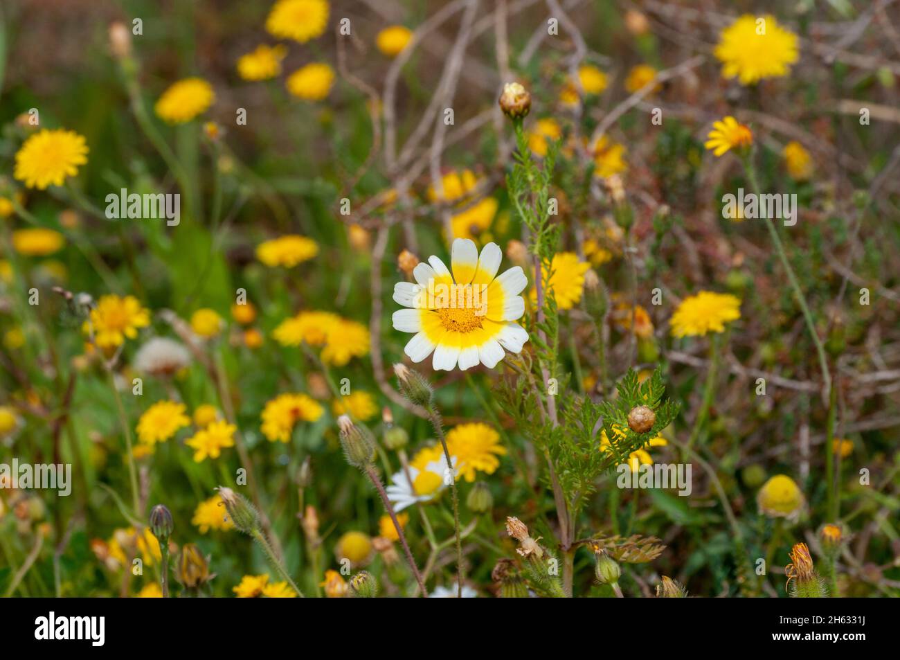 Gelb-weiße Blüten Stockfoto