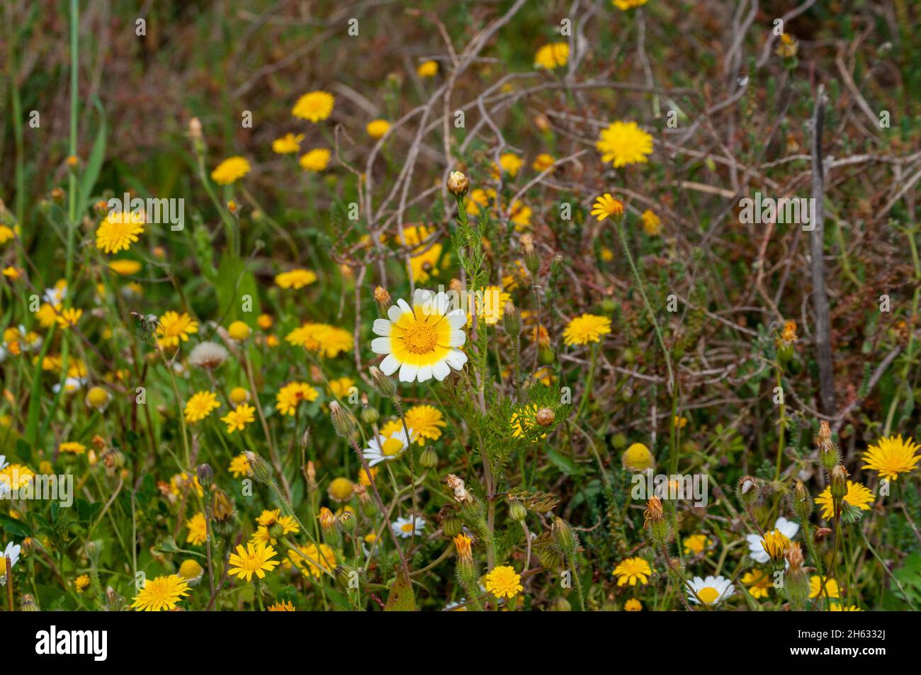 Gelb-weiße Blüten Stockfoto