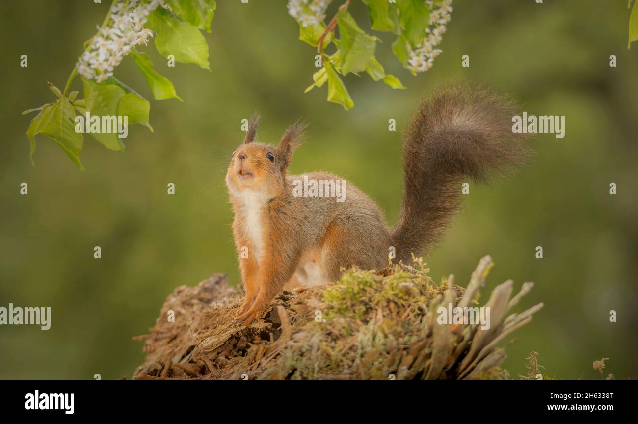 Nahaufnahme eines roten Eichhörnchens, das auf einem Baumstamm mit dem Schwanz nach oben steht und nach oben schaut Stockfoto