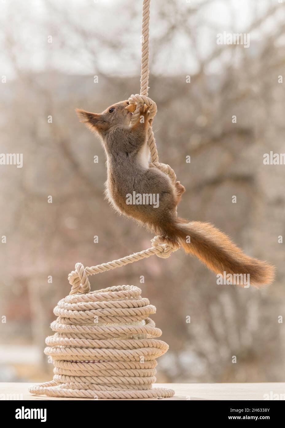 Nahaufnahme des roten Eichhörnchens, das in einem Seil mit Knoten klettert Stockfoto