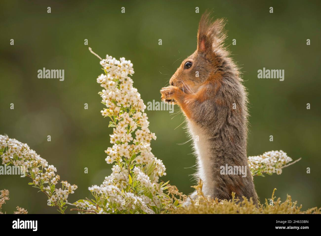 Nahaufnahme des roten Eichhörnchens, das gerade mit Blumen steht Stockfoto