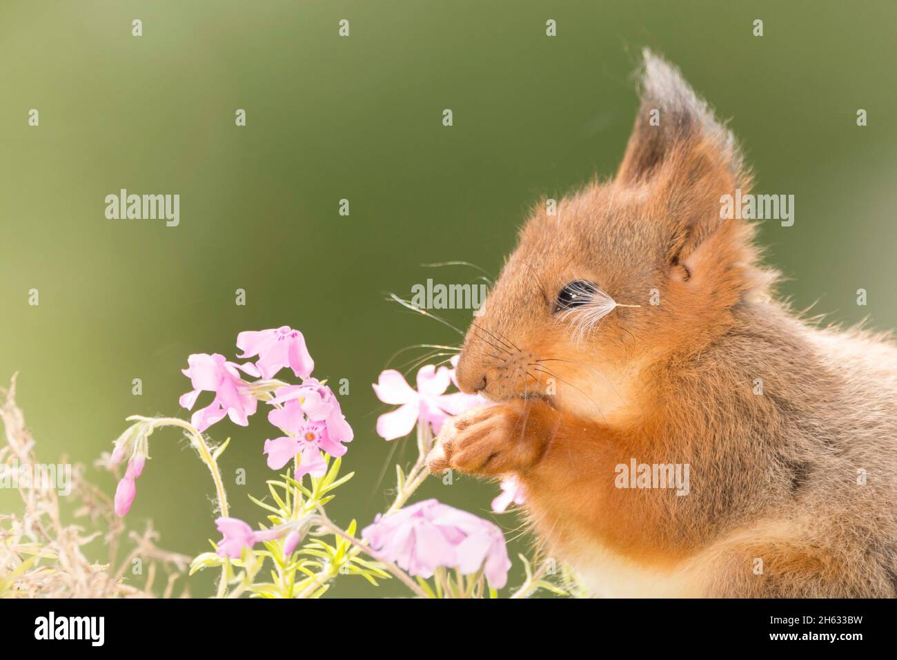 Nahaufnahme eines jungen roten Eichhörnchens, das zwischen den Blüten steht und den Samen in Augennähe hat Stockfoto