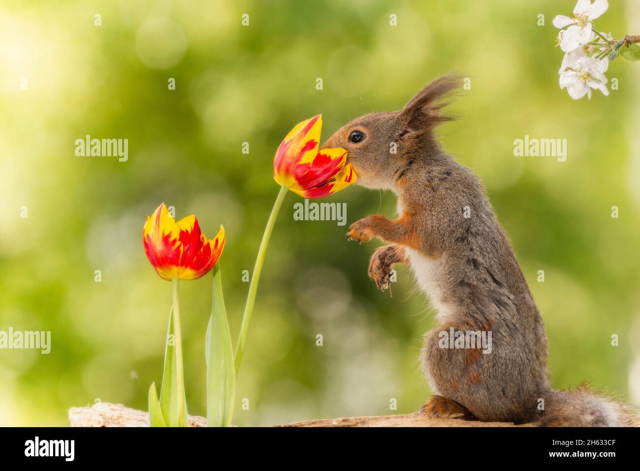 Nahaufnahme von roten, nach Eichhörnchen riechenden Tulpenblüten Stockfoto