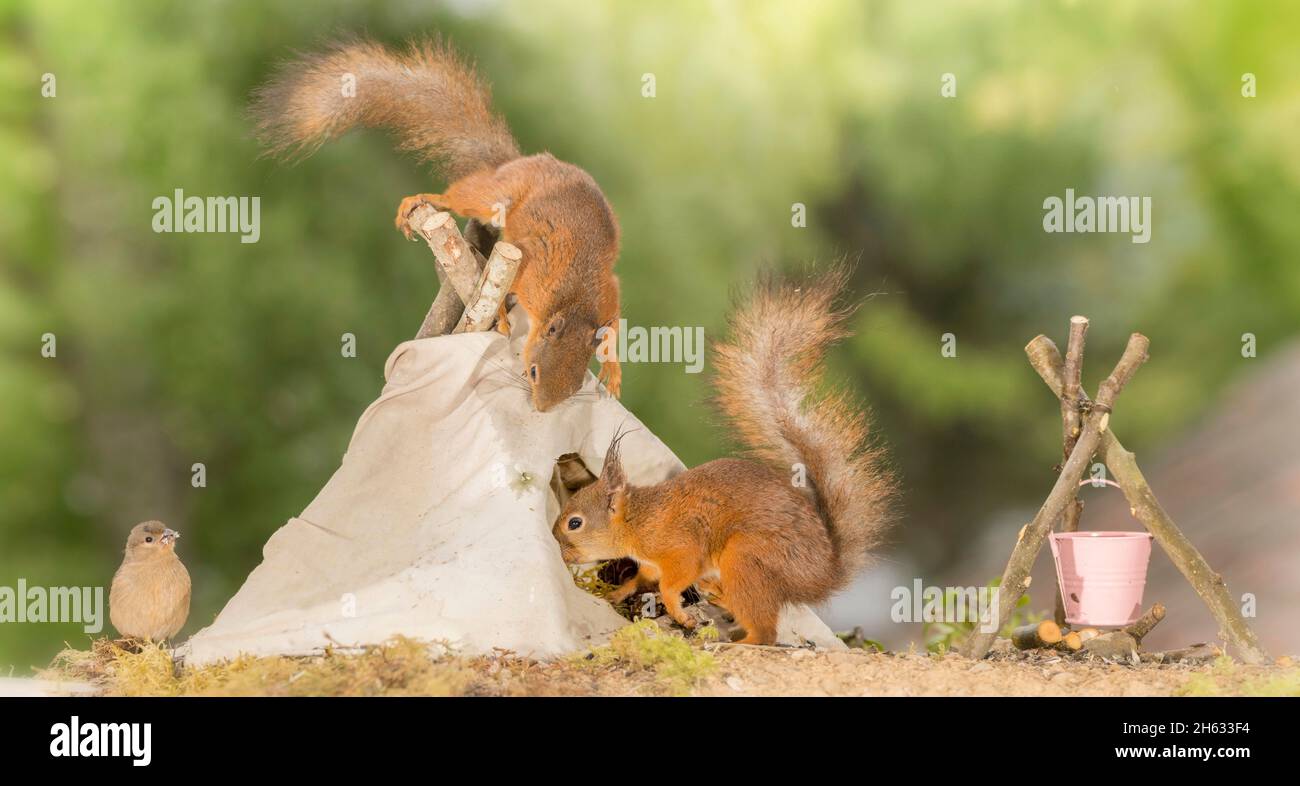 Nahaufnahme eines roten Eichhörnchens, das auf einem Tipi steht, mit einem anderen Eichhörnchen, das mit Vogelbeobachtung eingeht Stockfoto