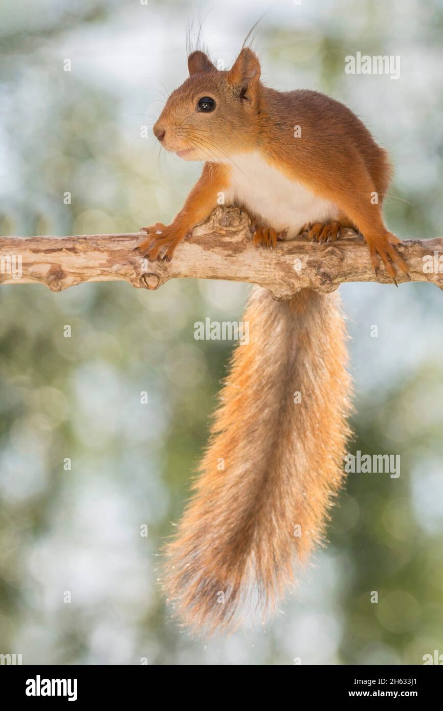 Nahaufnahme eines roten Eichhörnchens, das auf einem Ast hält und steht Stockfoto