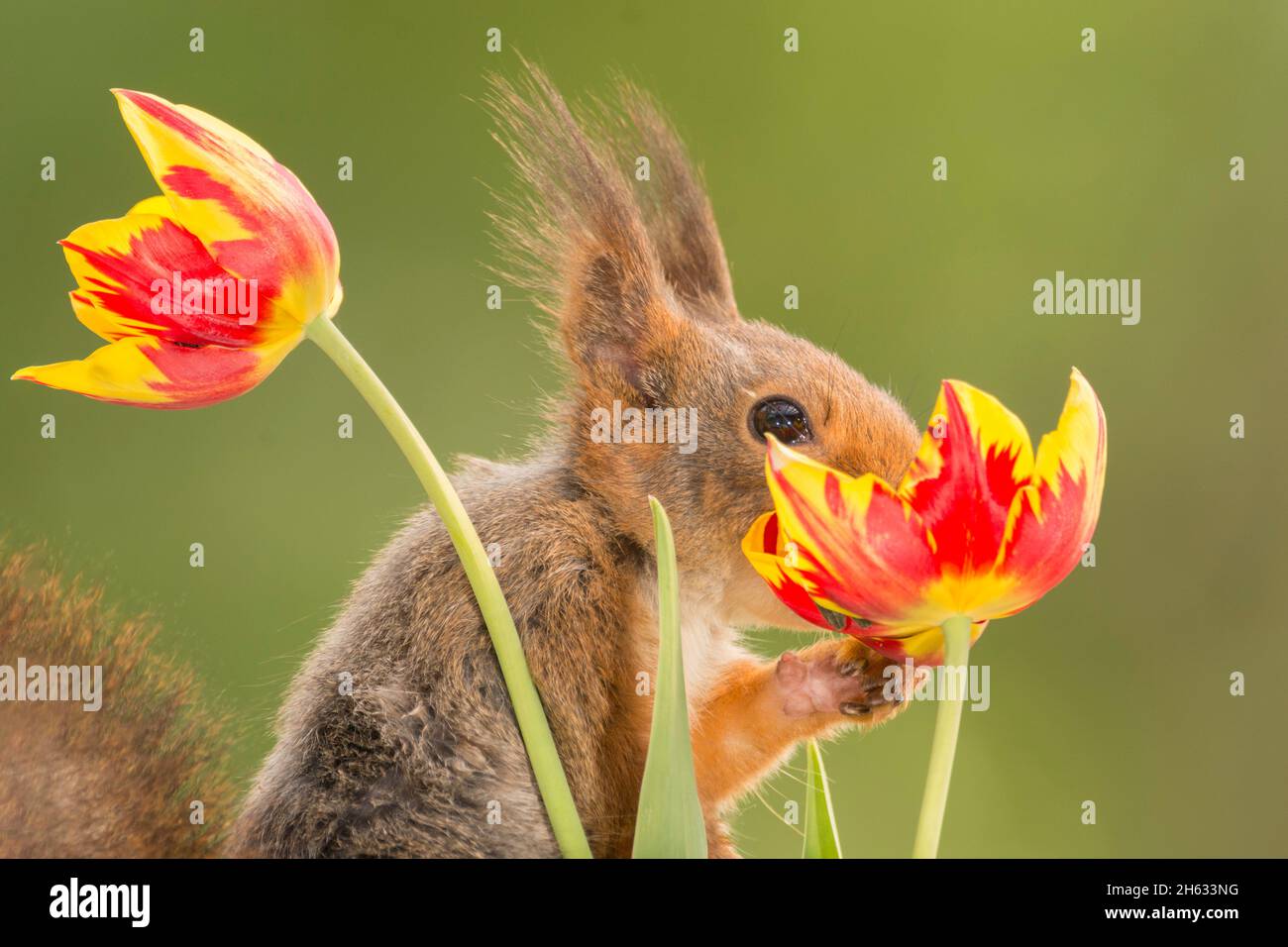 Nahaufnahme von roten Eichhörnchen riechen und halten Tulpenblüten Stockfoto