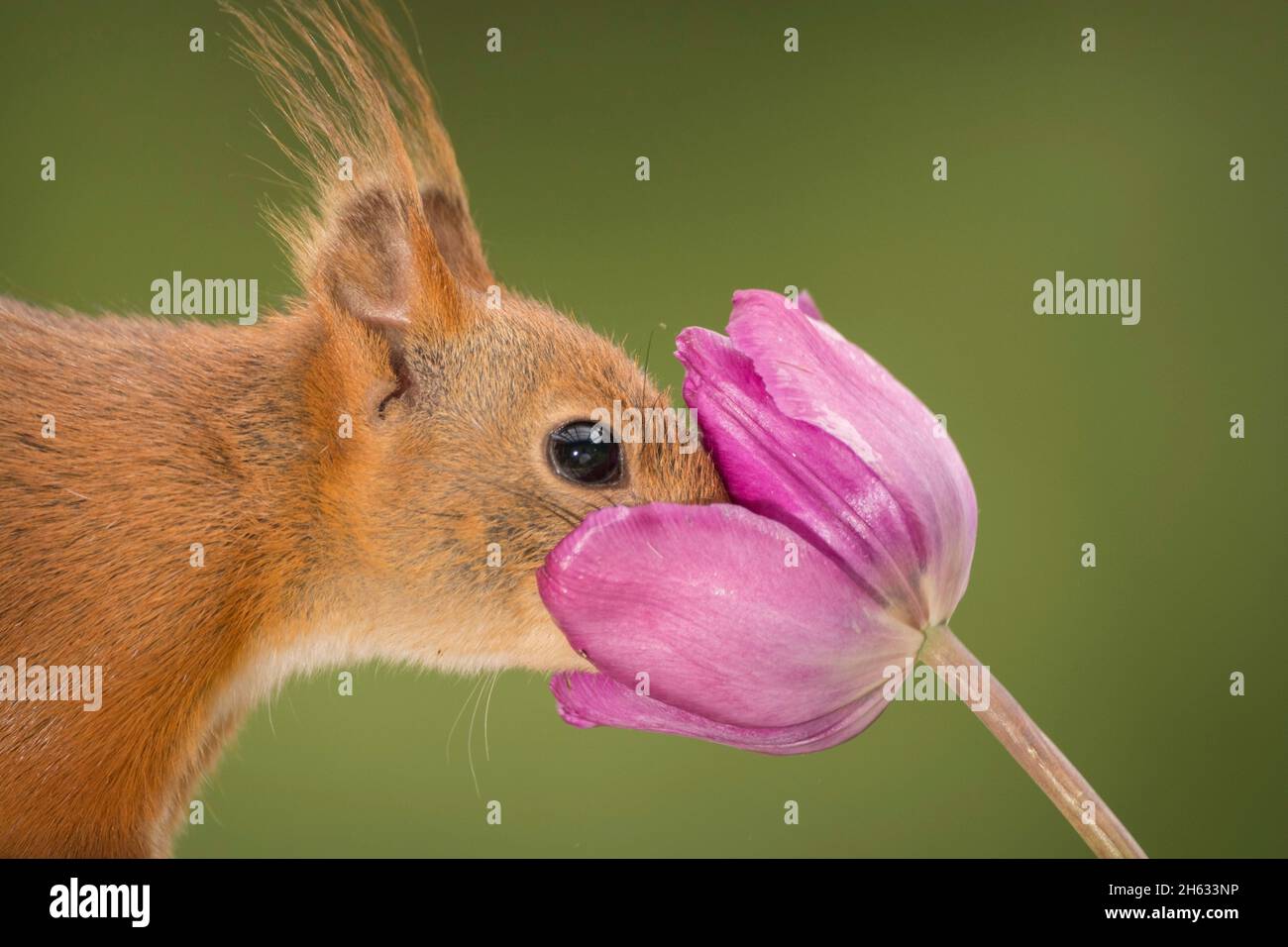 Nahaufnahme des roten Eichhörnchens, das mit dem Gesicht in einer Tulpe steht Stockfoto