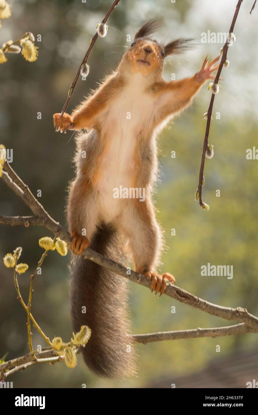 Nahaufnahme des roten Eichhörnchens auf Blüten Zweige reichen nach oben Stockfoto