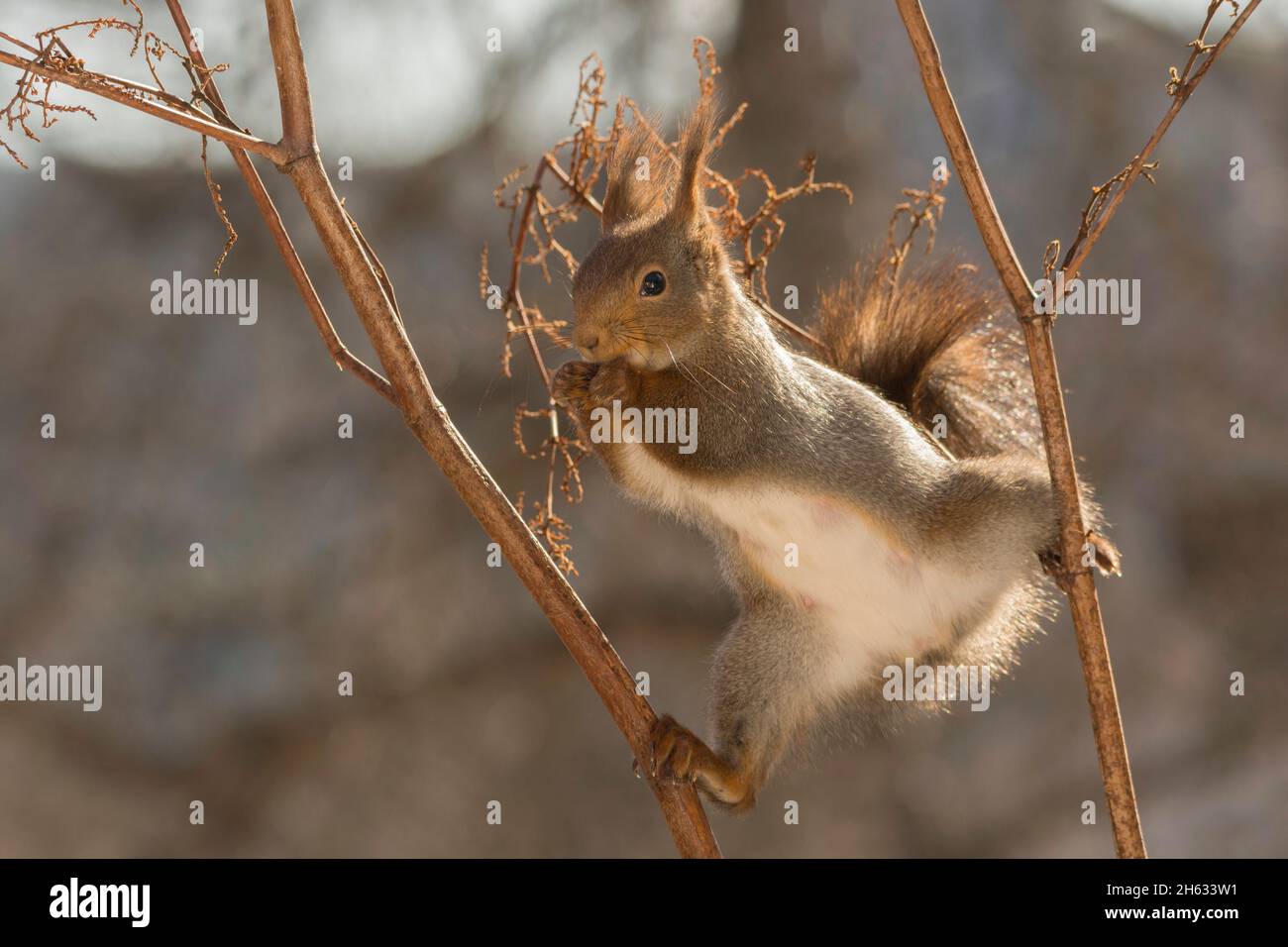 Nahaufnahme eines roten Eichhörnchens, das auf einem Stamm von Pflanzen in einer gespaltenen Position steht Stockfoto